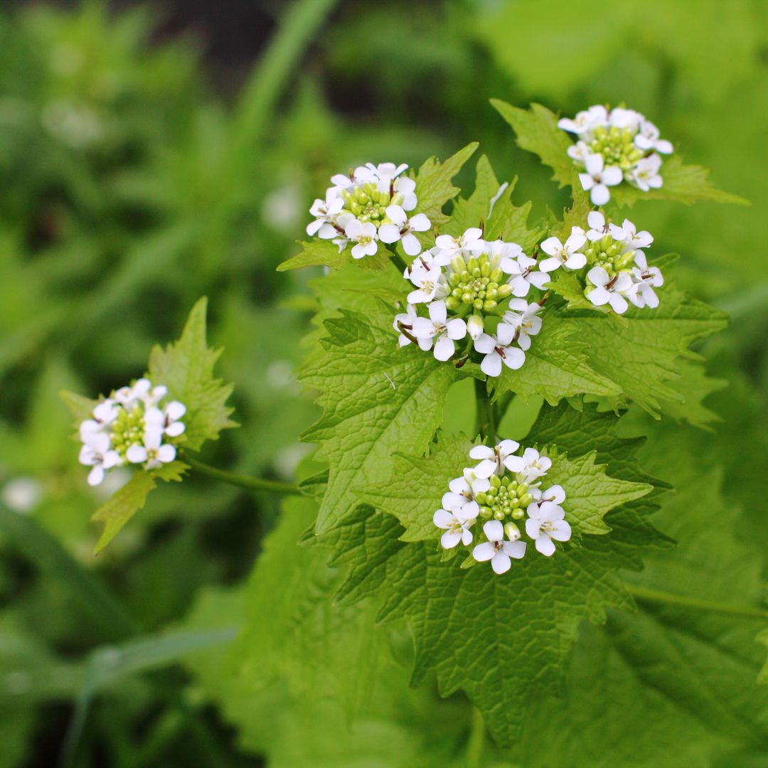 Garlic Mustard Plug Plants | Alliaria petiolata
