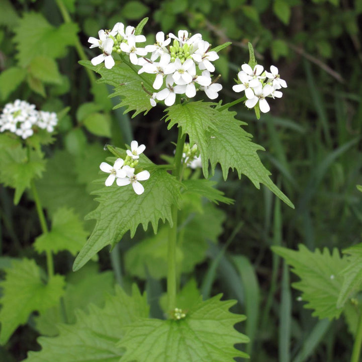 Garlic Mustard Plug Plants | Alliaria petiolata