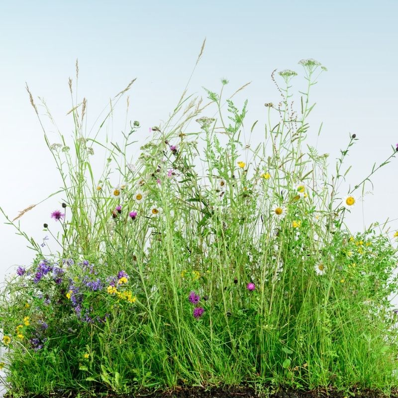 British Native General Purpose Wildflower Turf