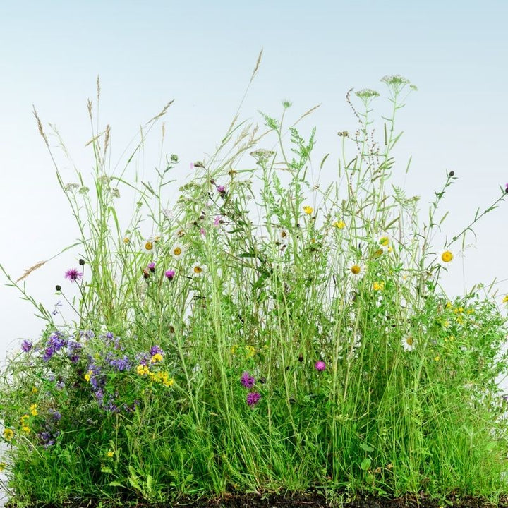 British Native General Purpose Wildflower Turf