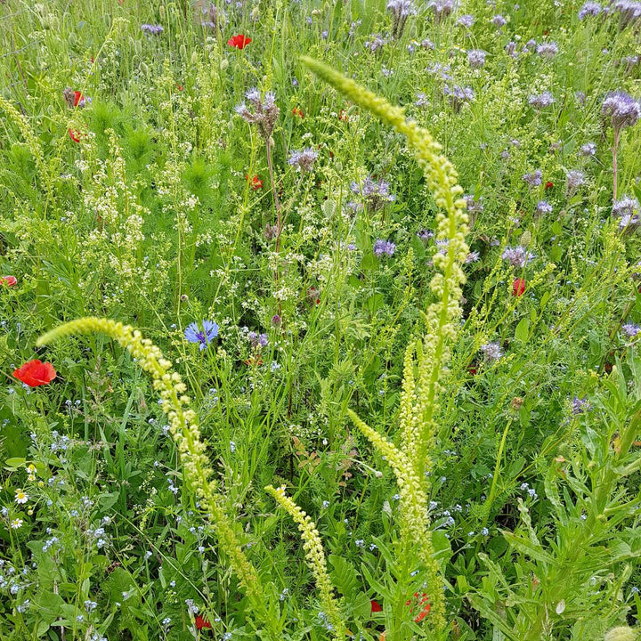 Weld Plug Plants | Reseda luteola