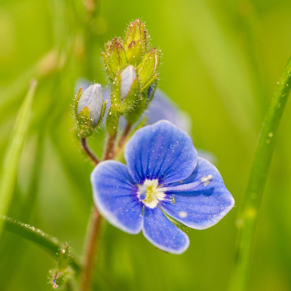 Blue germander speedwell flower with green leaves on a blurred green background