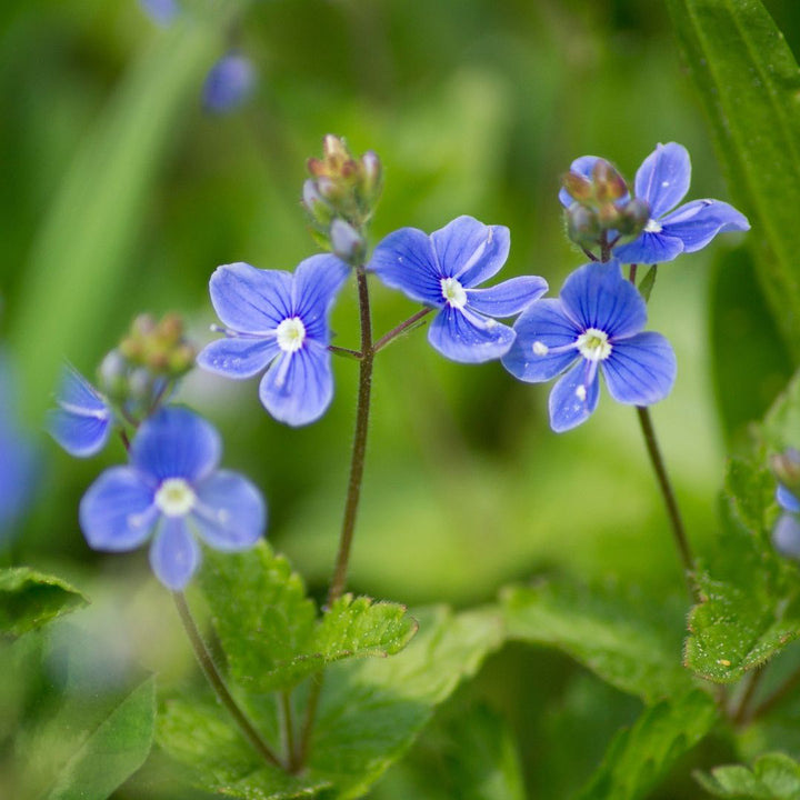 Close-up of blue speedwell flowers with green leaves on a blurred green background