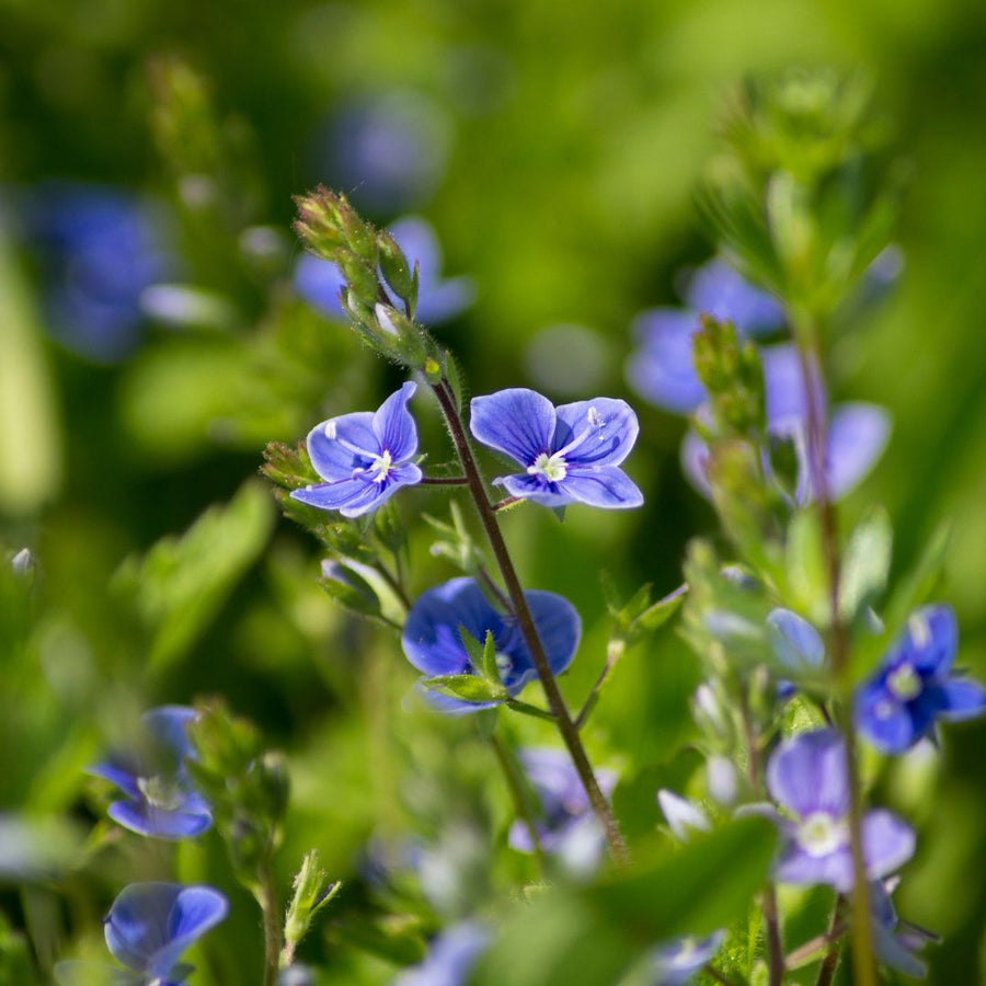 Close-up of blue speedwell flowers with a blurred green background