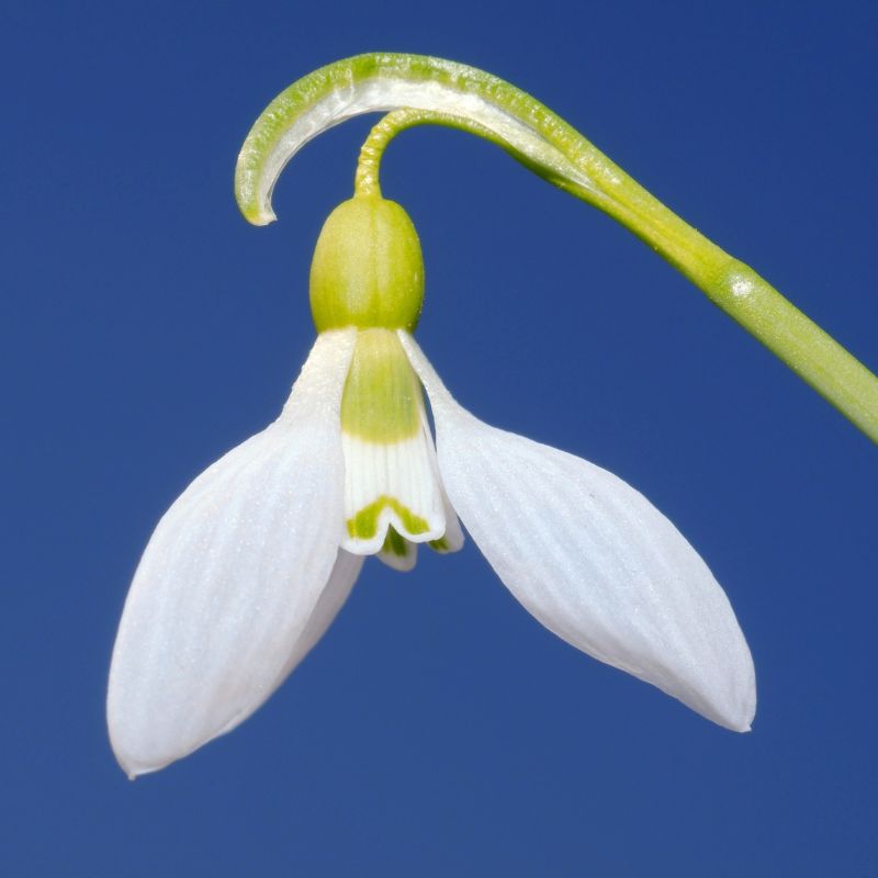 Giant Snowdrop Bulbs | Galanthus elwesii
