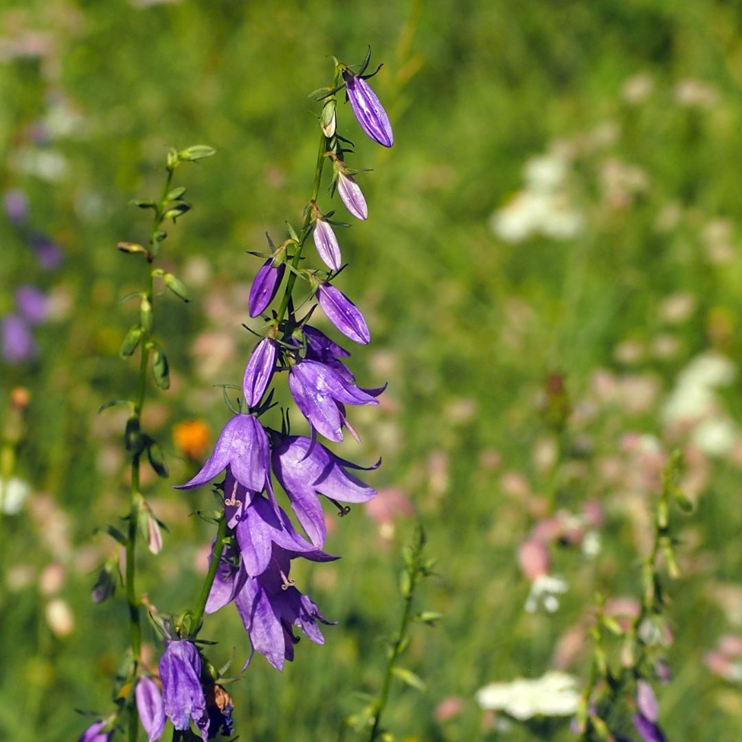 Giant Bellflower Plug Plants | Campanula latifolia