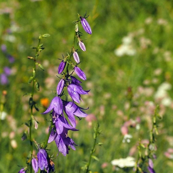 Giant Bellflower Plug Plants | Campanula latifolia
