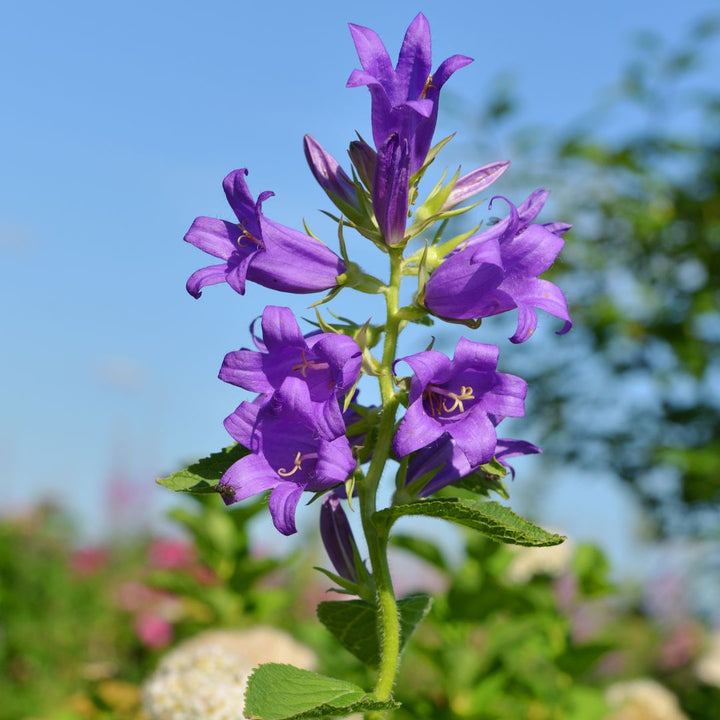 Giant Bellflower Plug Plants | Campanula latifolia