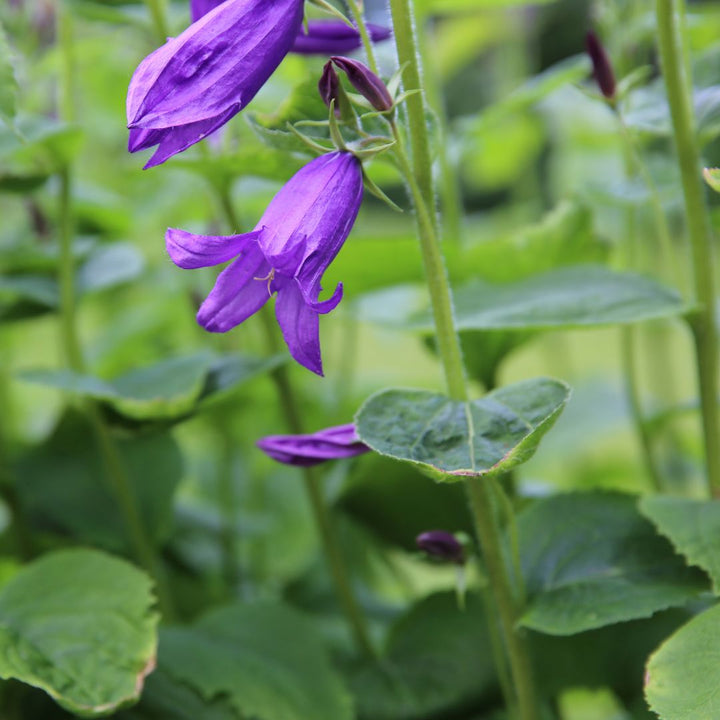 Giant Bellflower Plug Plants | Campanula latifolia