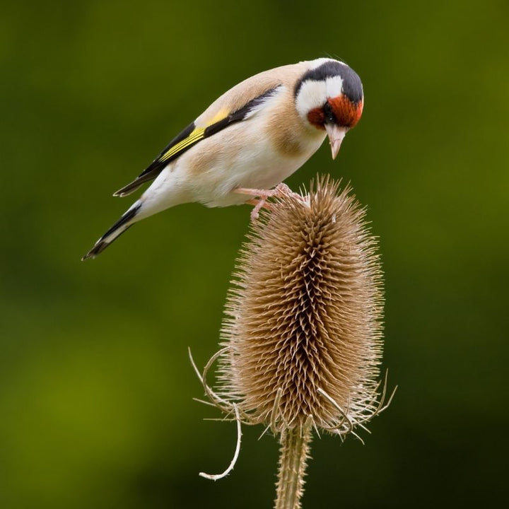Bird Border Seed Mix