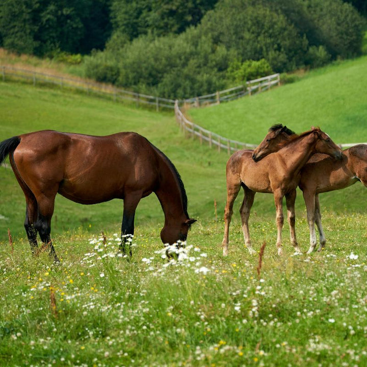 Gold Standard Natural Paddock Grass Seed