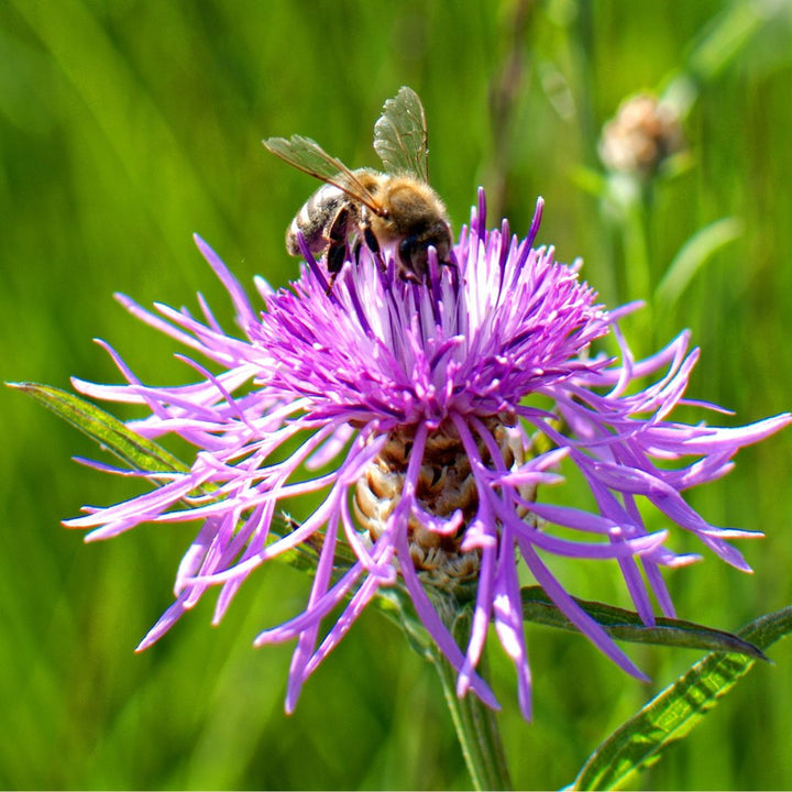 A close-up image of a purple knapweed flower with a bee pollinating it, set against a blurred green background.
