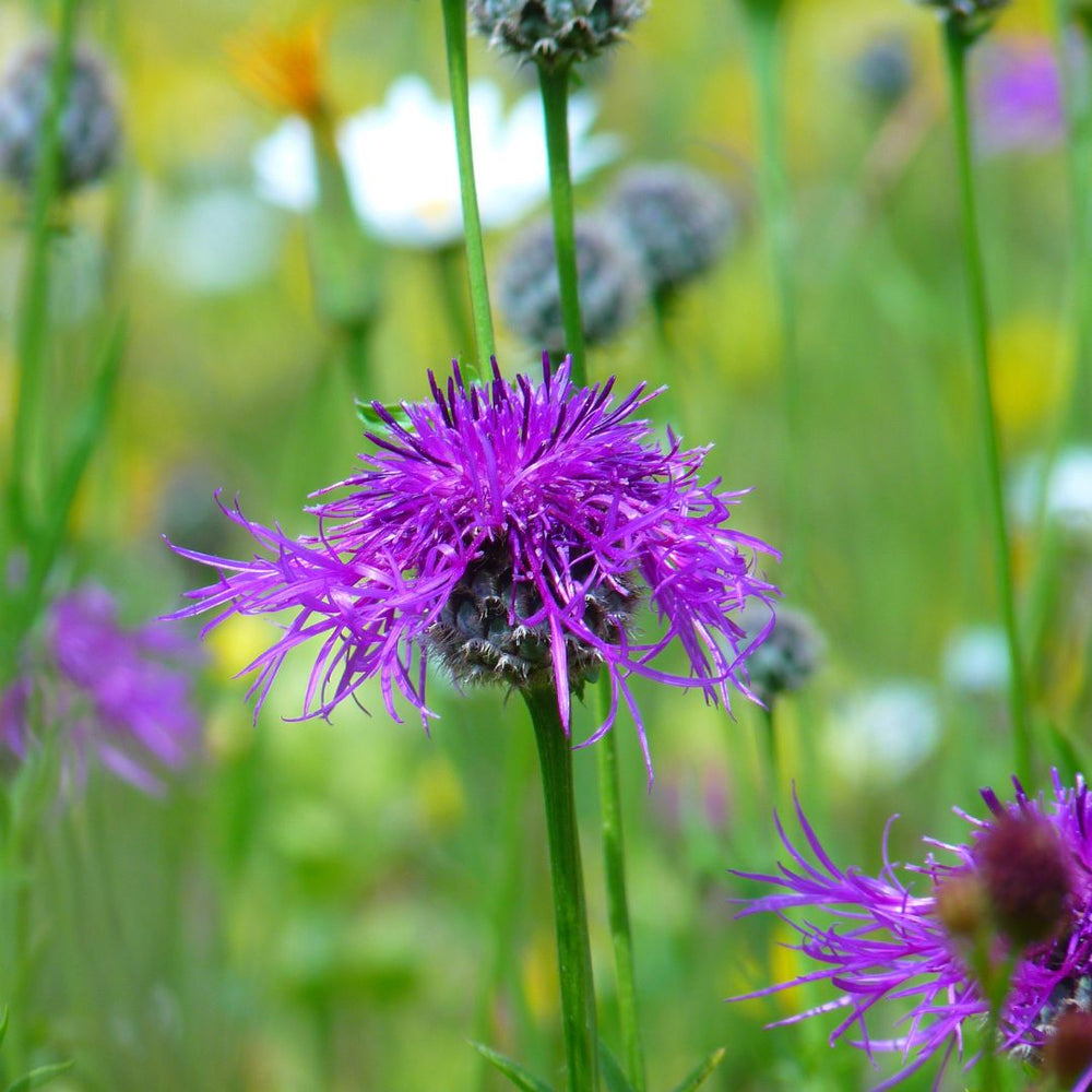 Greater knapweed flower in bloom