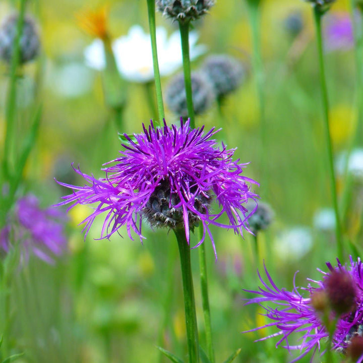 Greater knapweed flower in bloom