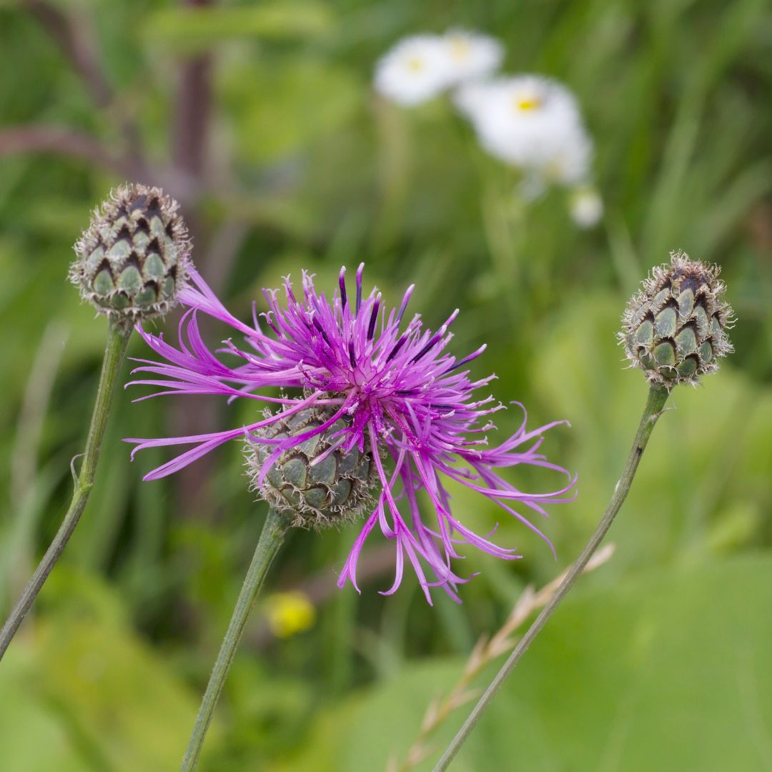 Greater knapweed flowers