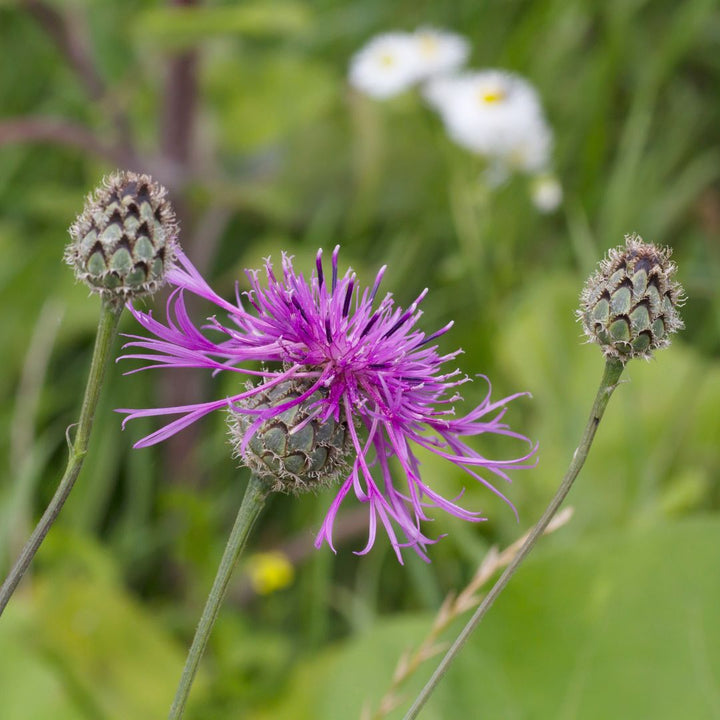 Greater knapweed flowers