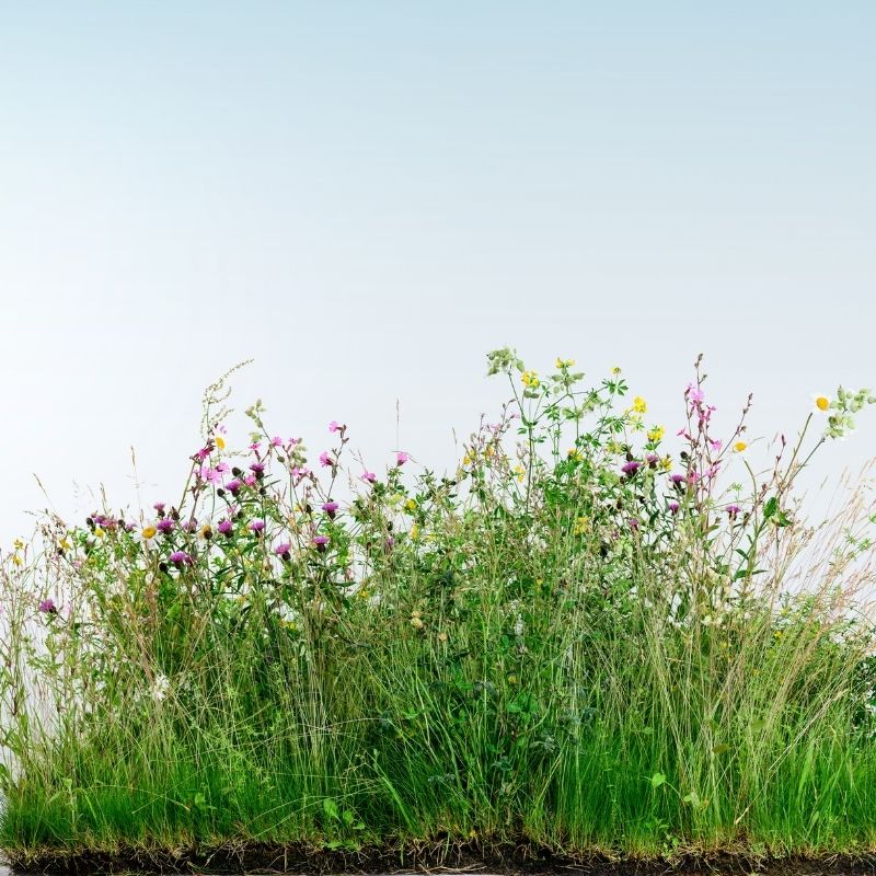 Green Roof Native Wildflower Turf
