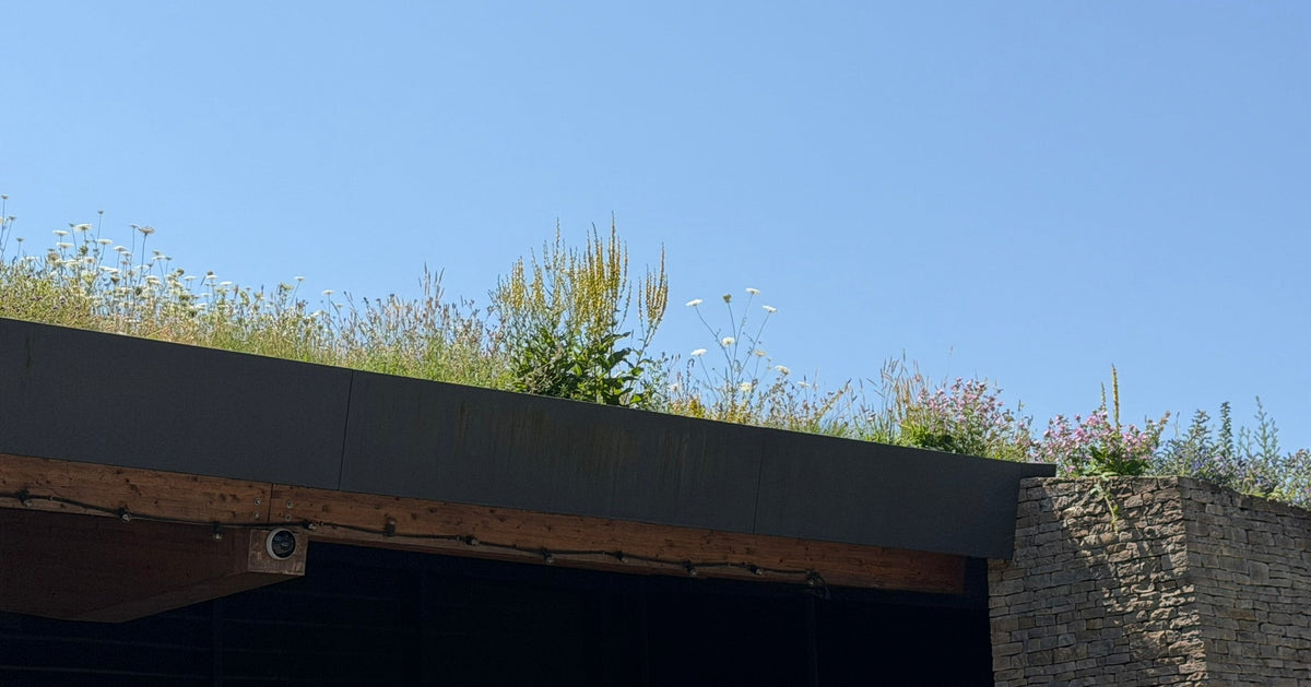 Wildflower Meadow Turf – Meadowmania UK