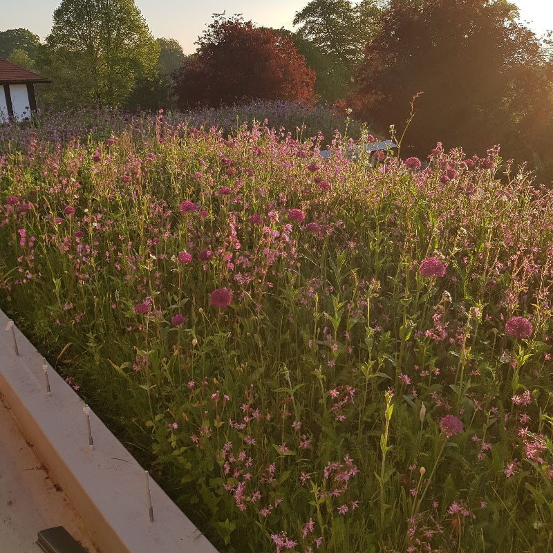 Green Roof on residential house with wildflowers