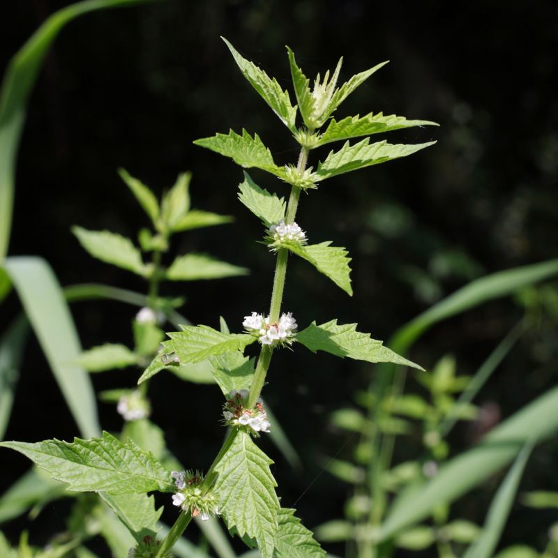 Gypsywort wildflowers