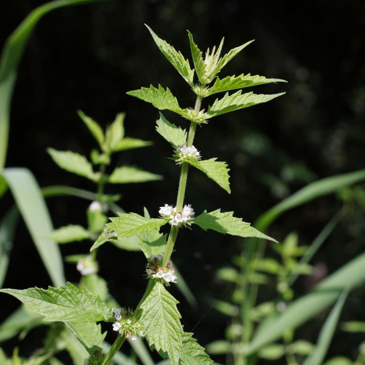 Gypsywort wildflowers