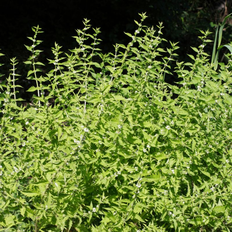 A crowd of gypsywort