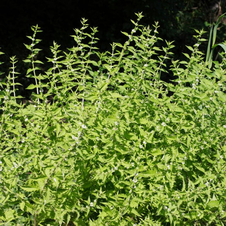 A crowd of gypsywort