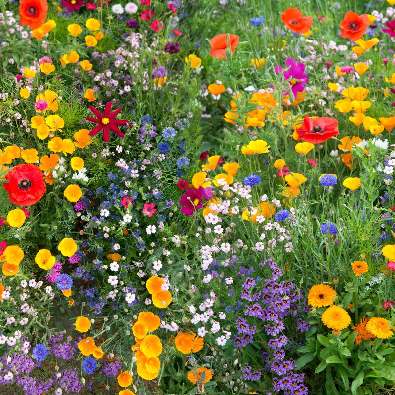 Hardy Annual 100% Wildflower Seed Mix – Meadowmania UK