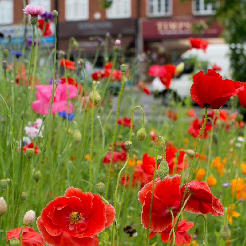 annual flower seeds uk Hardy Annual 100% Wildflower Seed Mix – Meadowmania UK