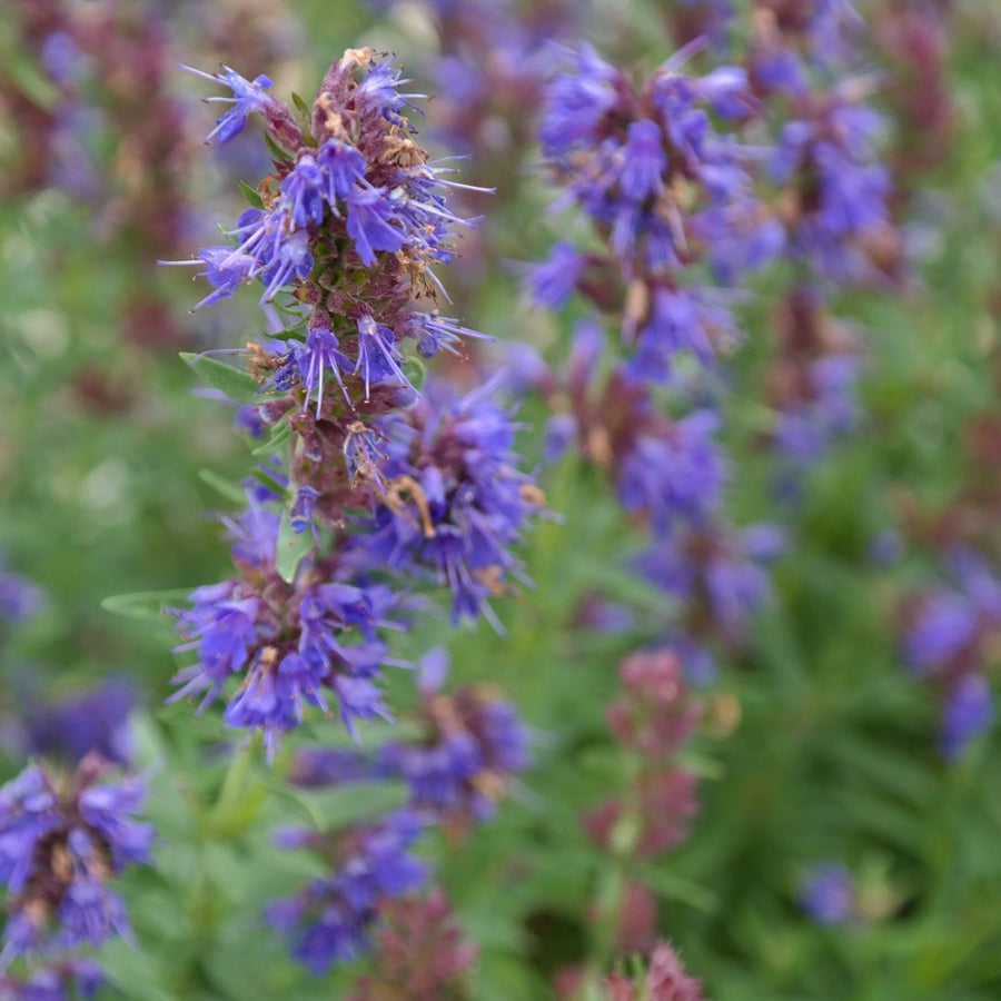 A close-up of hyssop plants with tall spikes of vibrant purple flowers