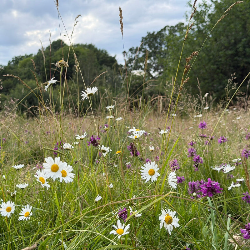 Wildflower meadow planted for BNG with betony, daisy, and meadow grasses