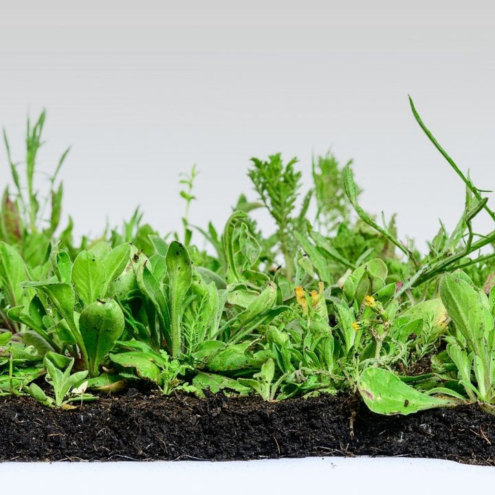 Instant Sunshine Wildflower Turf Mats