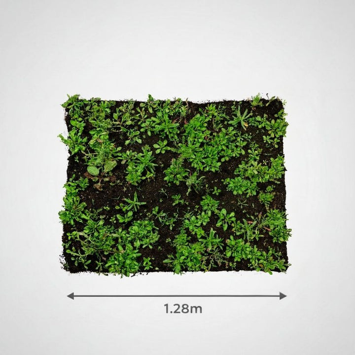 Instant Sunshine Wildflower Turf Mats