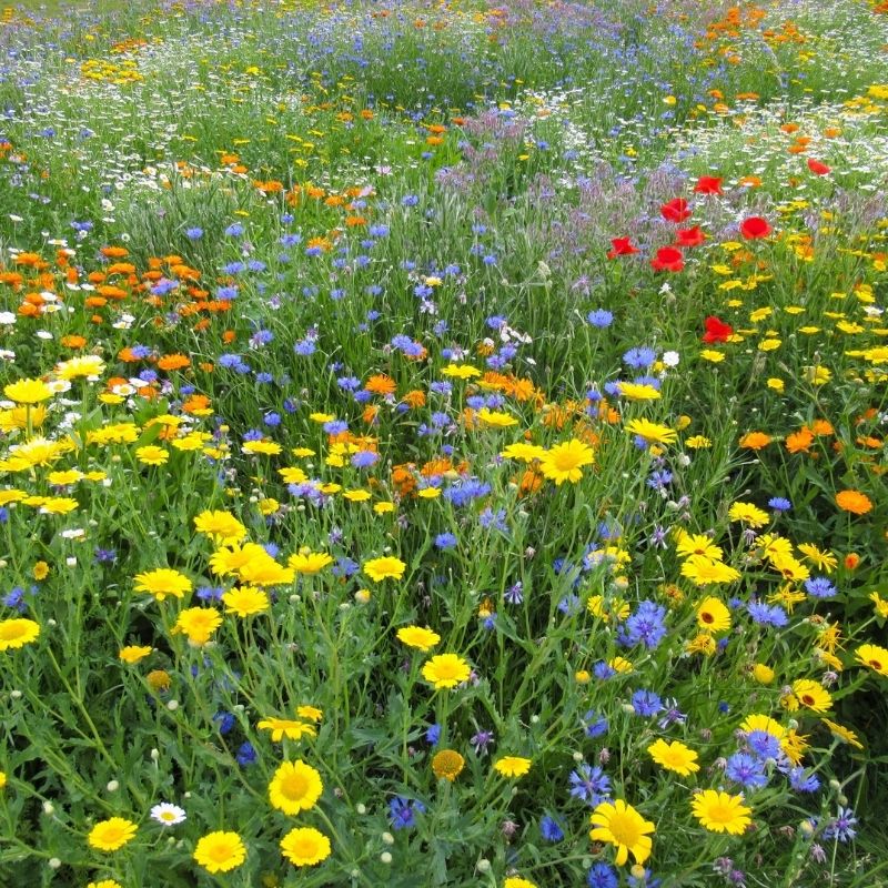 Instant Sunshine Wildflower Turf Mats
