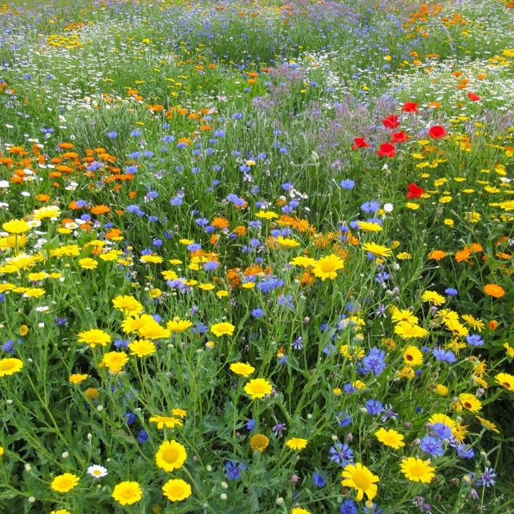 Instant Sunshine Wildflower Turf Mats