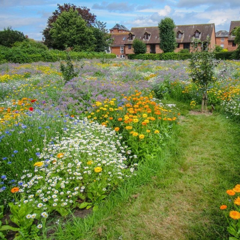 Instant Sunshine Wildflower Turf Mats