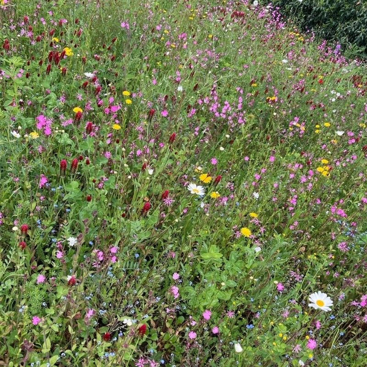 Instant Sunshine Wildflower Turf Mats