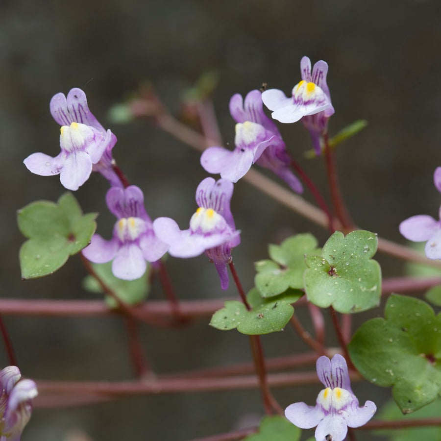 Close-up of small ivy-leaved toadflax flowers with green leaves on a blurred background