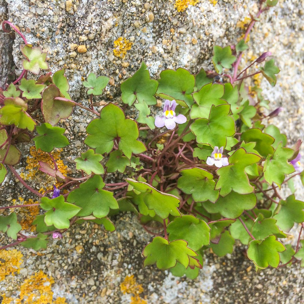 Small green ivy-leaved toadflax plants with purple flowers growing on a textured surface with lichen.