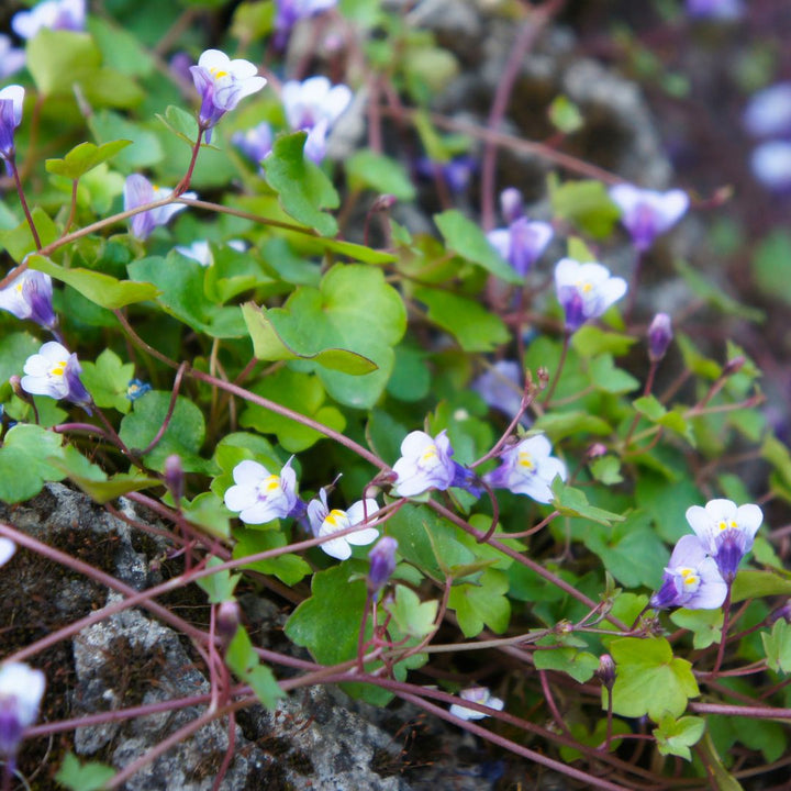 Small purple ivy-leaved toadflax flowers with green leaves on a natural background