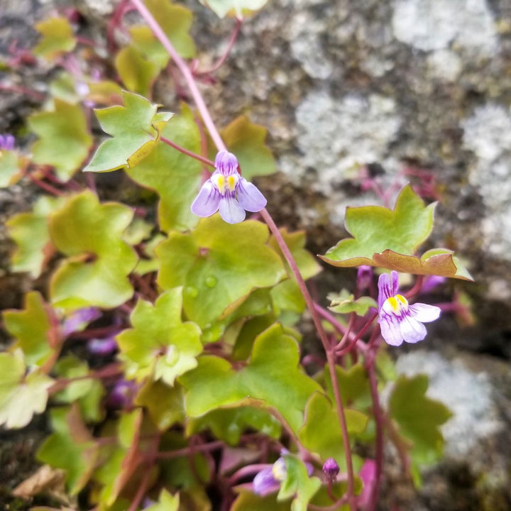 Small purple ivy-leaved toadflax flowers with green leaves on a rocky background