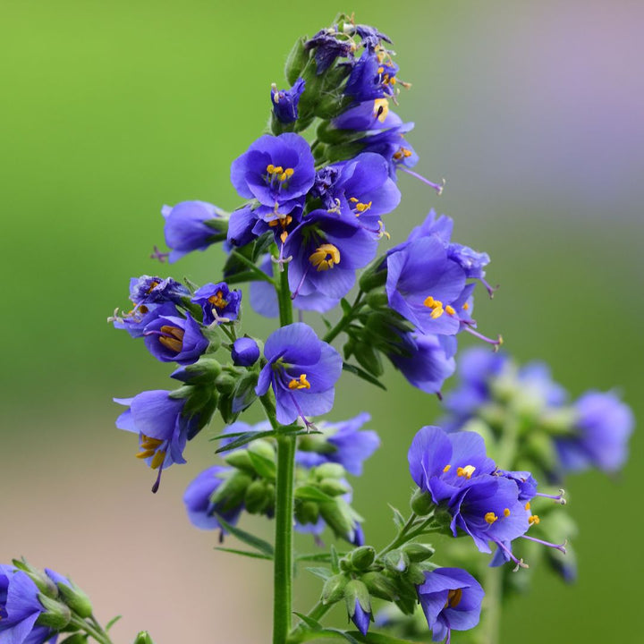 Jacob's Ladder Plug Plants | Polemonium caeruleum