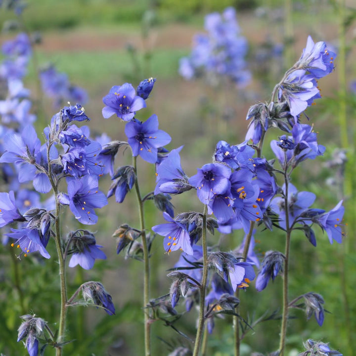Jacob's Ladder Plug Plants | Polemonium caeruleum