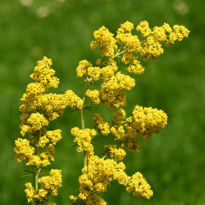 Lady's bedstraw wildflowers