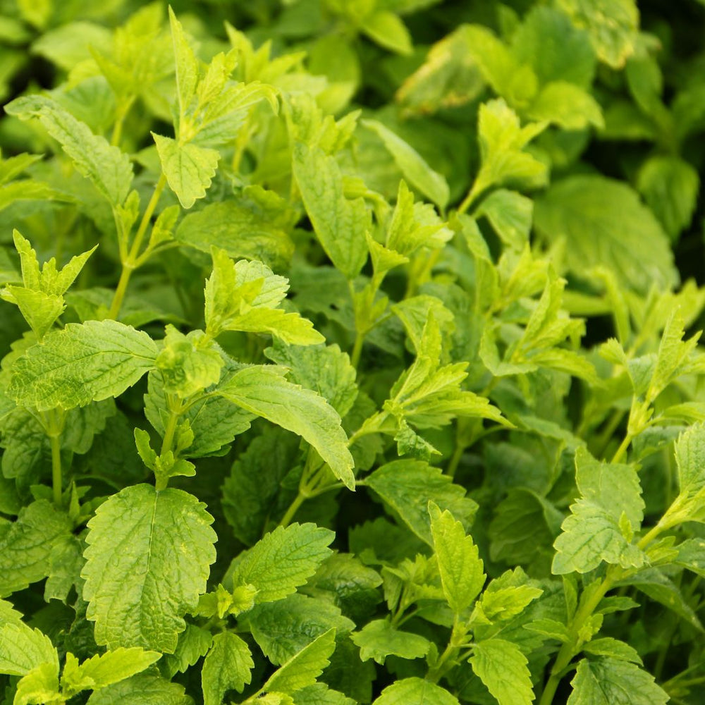 Close-up of green leafy lemon balm plants