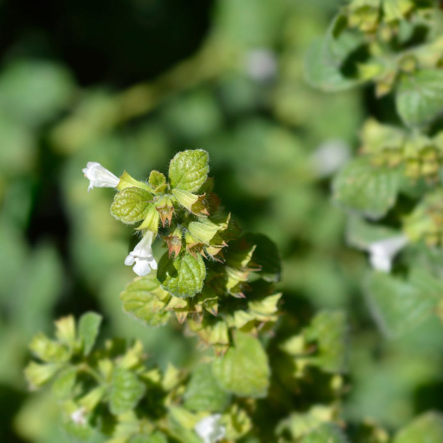 Close-up of a lemon balm plant with small white flowers on a blurred green background