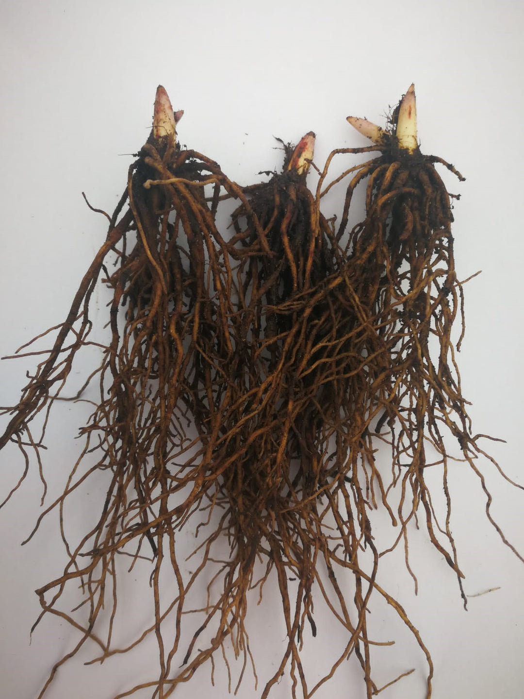 an example of lily of the valley bareroot pips, showing their root systems
