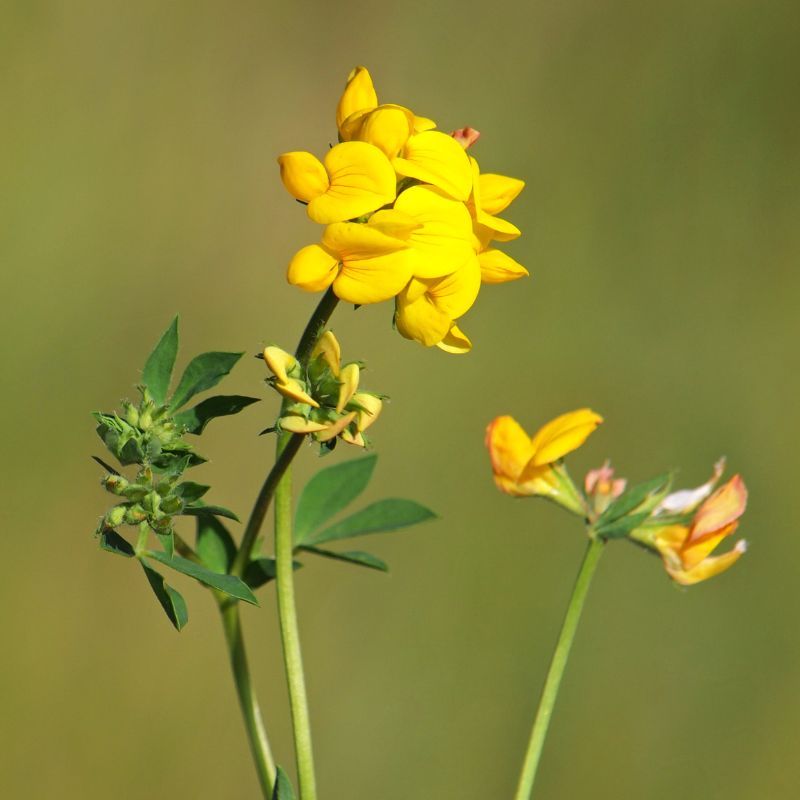 Birdsfoot Trefoil Wildflower Plug Plants | Native British – Meadowmania UK
