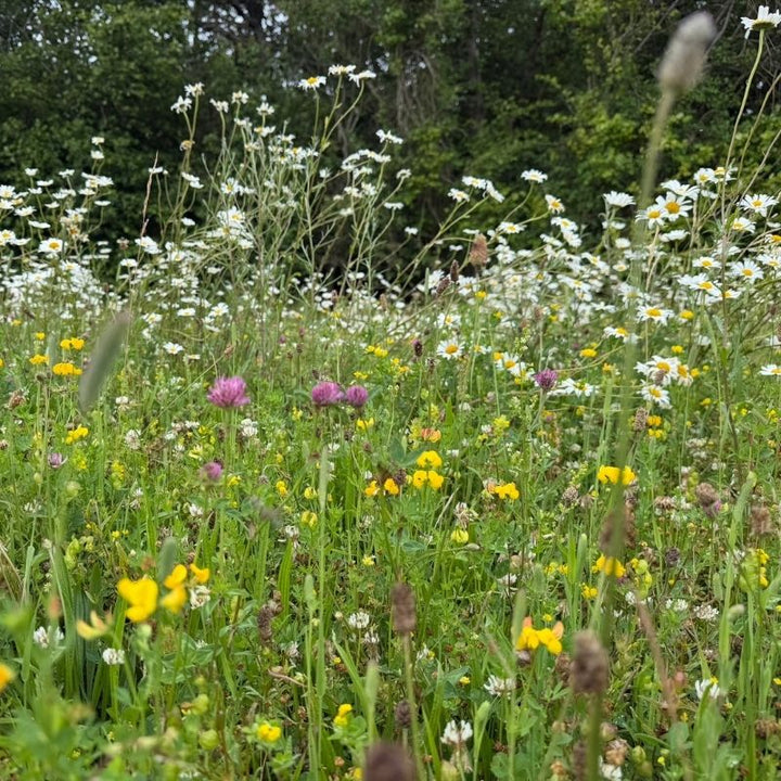 Low-Growing Native Wildflower Turf