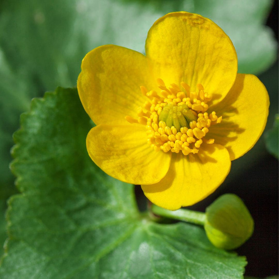 Close-up image of a marsh marigold flower with a bright yellow petals and a green leaf in the background.